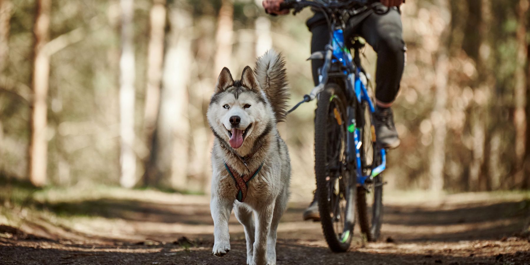 The Bond of Bikejoring: Strengthening Your Relationship with Your Dog through Sport