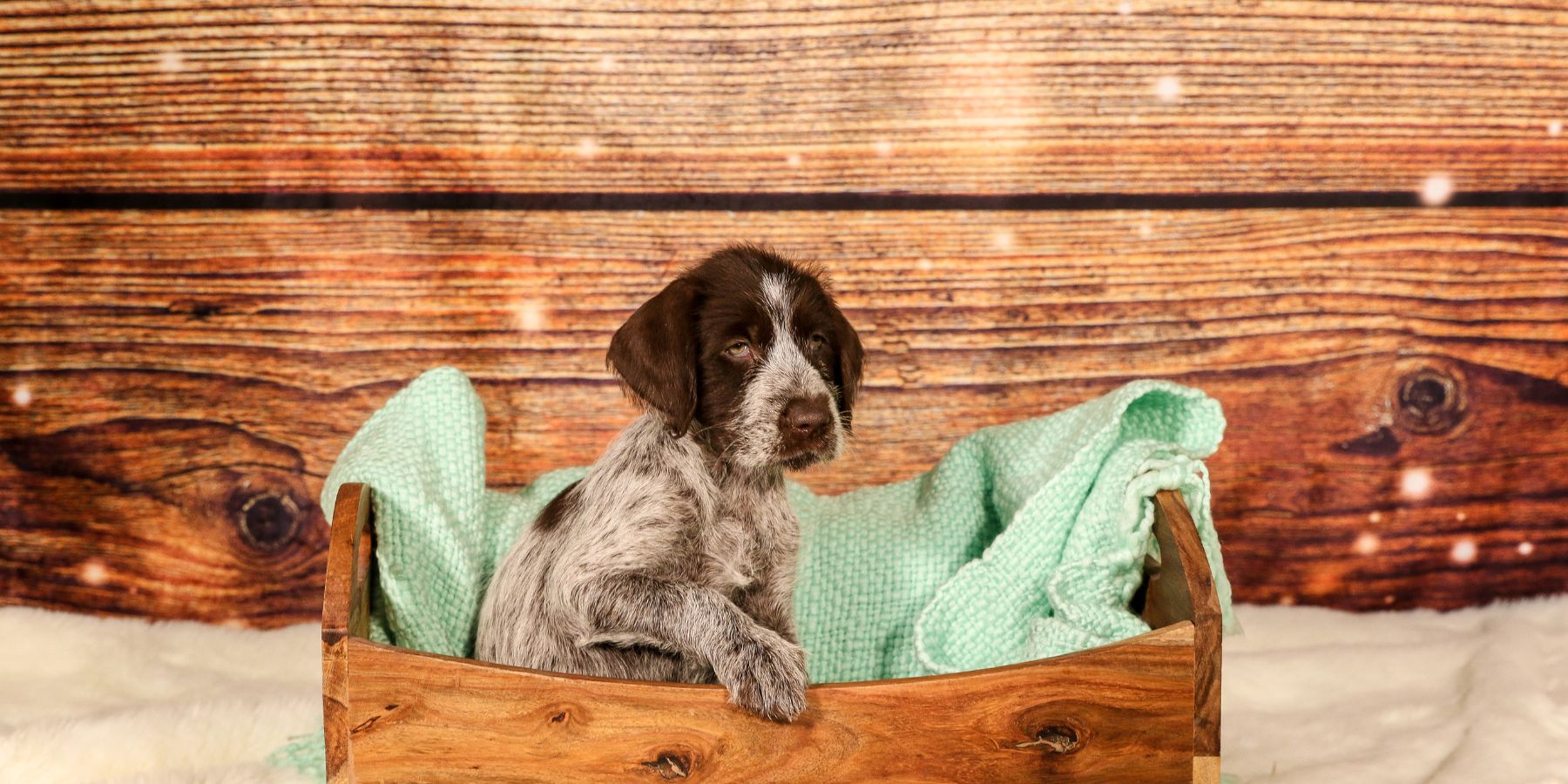 Training Essentials for Your 8-Week-Old Furry Friend